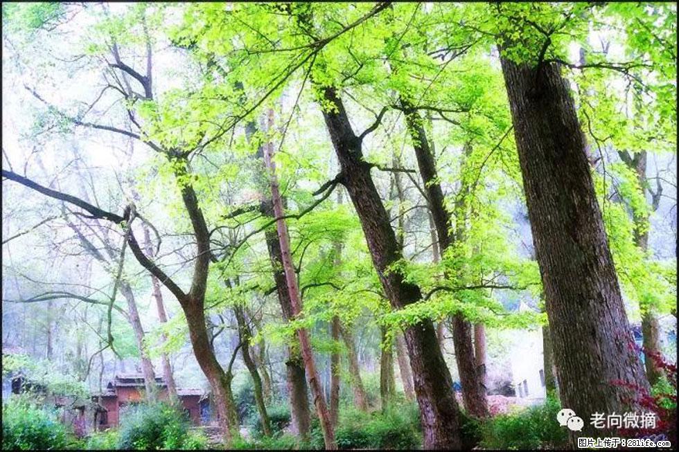 【春天，广西桂林灌阳县向您发出邀请！】在小龙村与春天约会 - 游山玩水 - 台湾生活社区 - 台湾28生活网 tw.28life.com