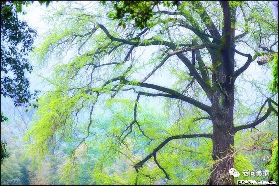 【春天，广西桂林灌阳县向您发出邀请！】在小龙村与春天约会 - 游山玩水 - 台湾生活社区 - 台湾28生活网 tw.28life.com