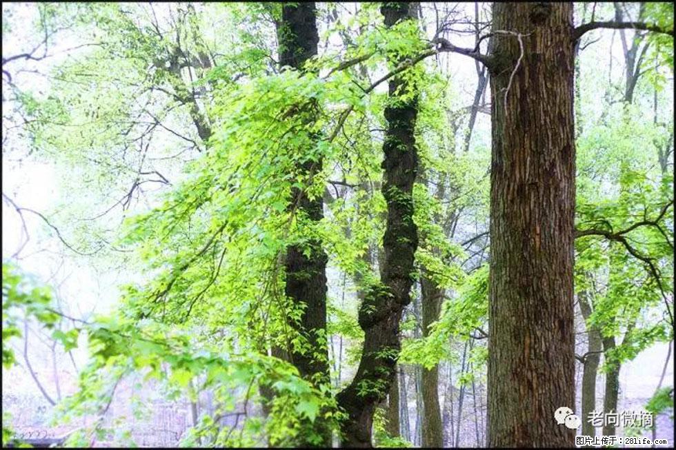 【春天，广西桂林灌阳县向您发出邀请！】在小龙村与春天约会 - 游山玩水 - 台湾生活社区 - 台湾28生活网 tw.28life.com