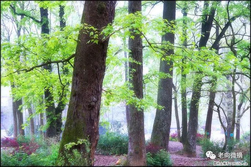 【春天，广西桂林灌阳县向您发出邀请！】在小龙村与春天约会 - 游山玩水 - 台湾生活社区 - 台湾28生活网 tw.28life.com