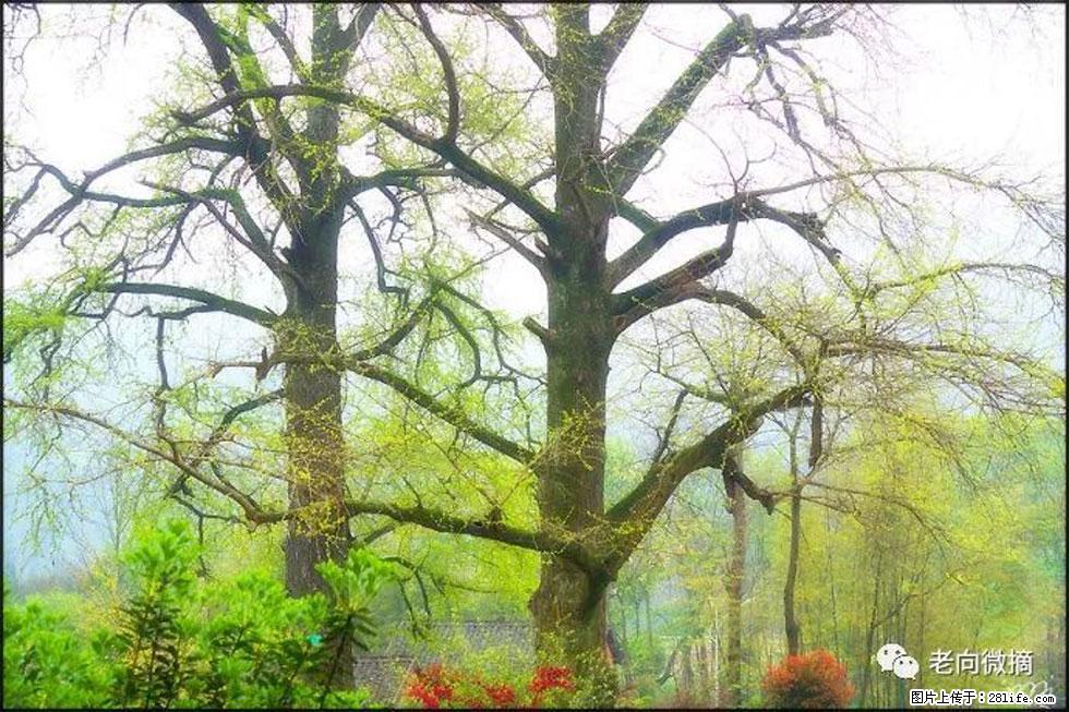 【春天，广西桂林灌阳县向您发出邀请！】在小龙村与春天约会 - 游山玩水 - 台湾生活社区 - 台湾28生活网 tw.28life.com