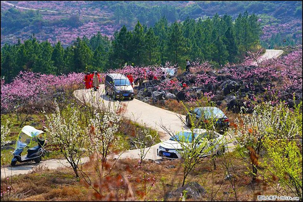 【春天，广西桂林灌阳县向您发出邀请！】望月岭上桃花开 - 游山玩水 - 台湾生活社区 - 台湾28生活网 tw.28life.com