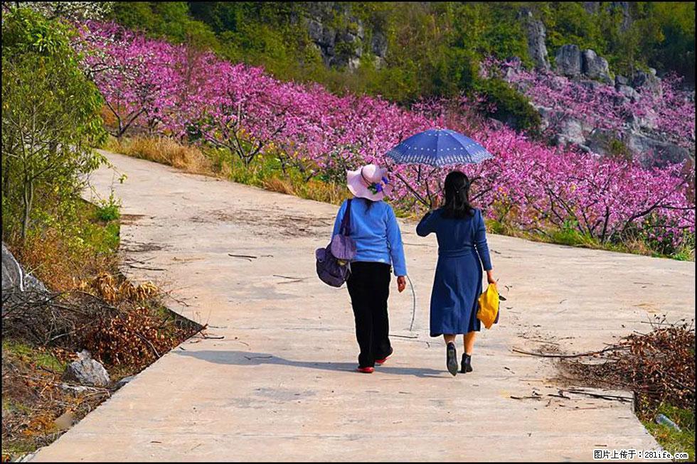 【春天，广西桂林灌阳县向您发出邀请！】望月岭上桃花开 - 游山玩水 - 台湾生活社区 - 台湾28生活网 tw.28life.com