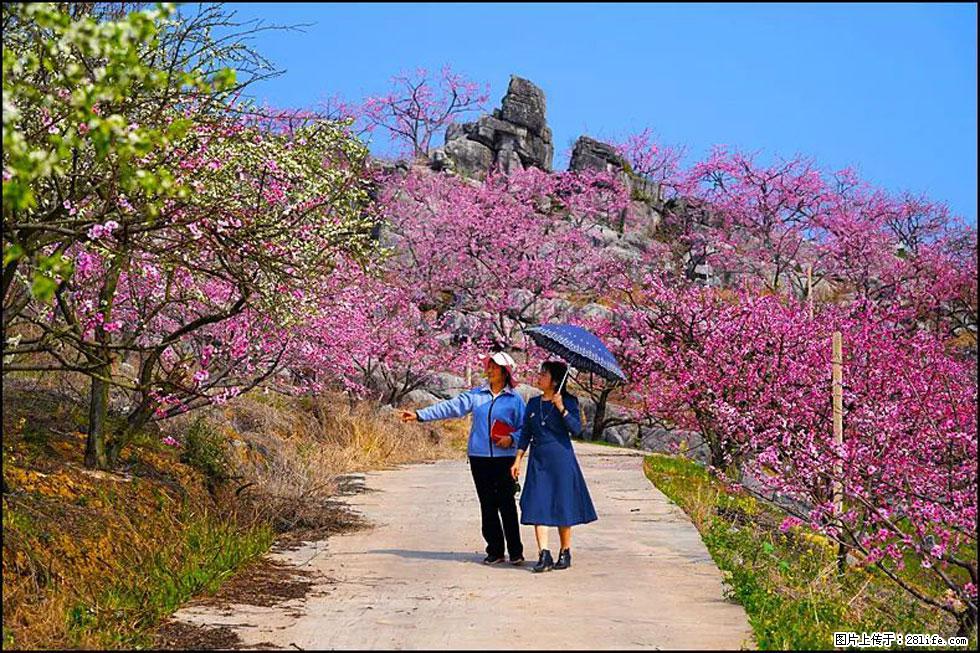 【春天，广西桂林灌阳县向您发出邀请！】望月岭上桃花开 - 游山玩水 - 台湾生活社区 - 台湾28生活网 tw.28life.com