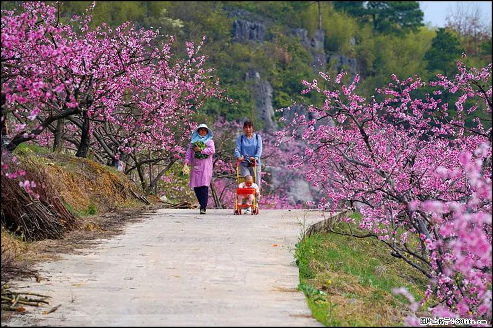 【春天，广西桂林灌阳县向您发出邀请！】望月岭上桃花开 - 游山玩水 - 台湾生活社区 - 台湾28生活网 tw.28life.com