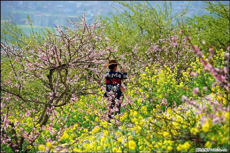 【春天，广西桂林灌阳县向您发出邀请！】望月岭上桃花开 - 游山玩水 - 台湾生活社区 - 台湾28生活网 tw.28life.com