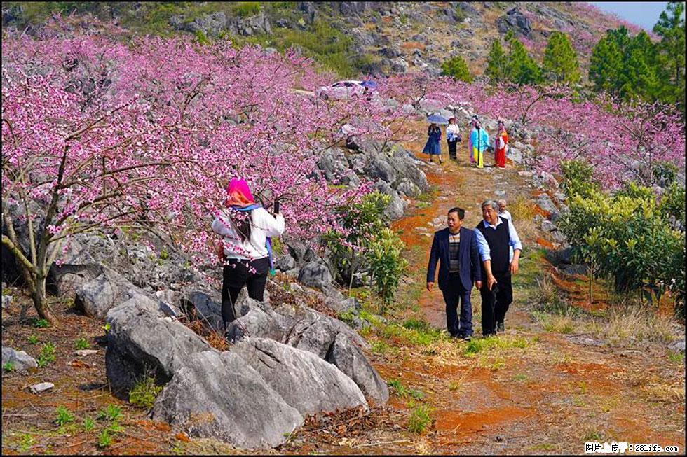 【春天，广西桂林灌阳县向您发出邀请！】望月岭上桃花开 - 游山玩水 - 台湾生活社区 - 台湾28生活网 tw.28life.com