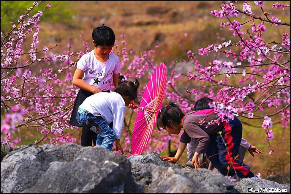 【春天，广西桂林灌阳县向您发出邀请！】望月岭上桃花开 - 游山玩水 - 台湾生活社区 - 台湾28生活网 tw.28life.com