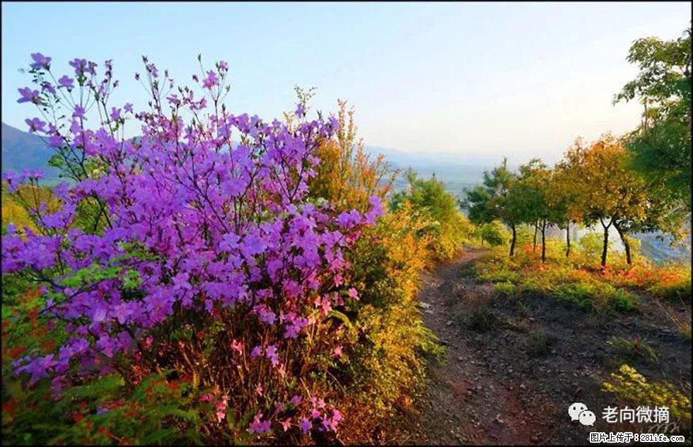 【春天，广西桂林灌阳县向您发出邀请！】登麒麟山，相约映山红 - 游山玩水 - 台湾生活社区 - 台湾28生活网 tw.28life.com
