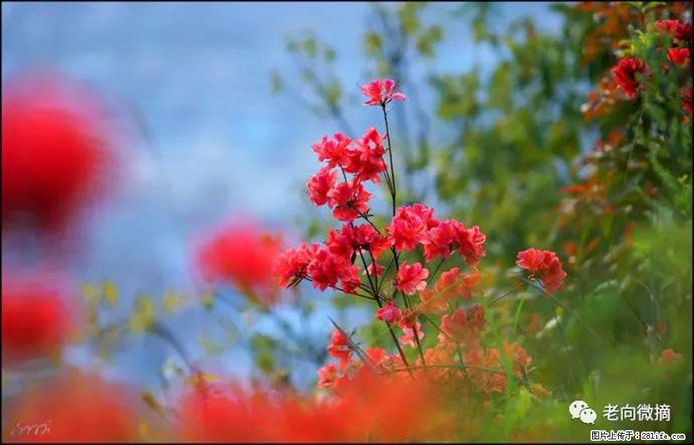 【春天，广西桂林灌阳县向您发出邀请！】登麒麟山，相约映山红 - 游山玩水 - 台湾生活社区 - 台湾28生活网 tw.28life.com