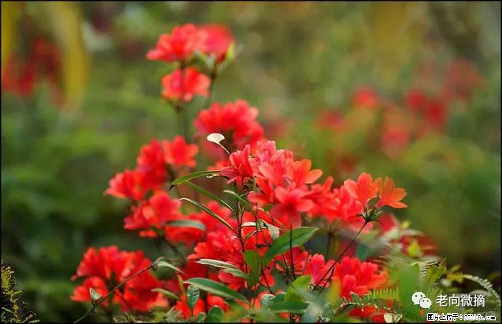 【春天，广西桂林灌阳县向您发出邀请！】登麒麟山，相约映山红 - 游山玩水 - 台湾生活社区 - 台湾28生活网 tw.28life.com