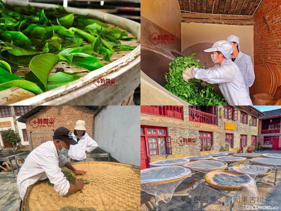 时间果百年古树龙珠普洱生茶 - 购物交流 - 台湾生活社区 - 台湾28生活网 tw.28life.com