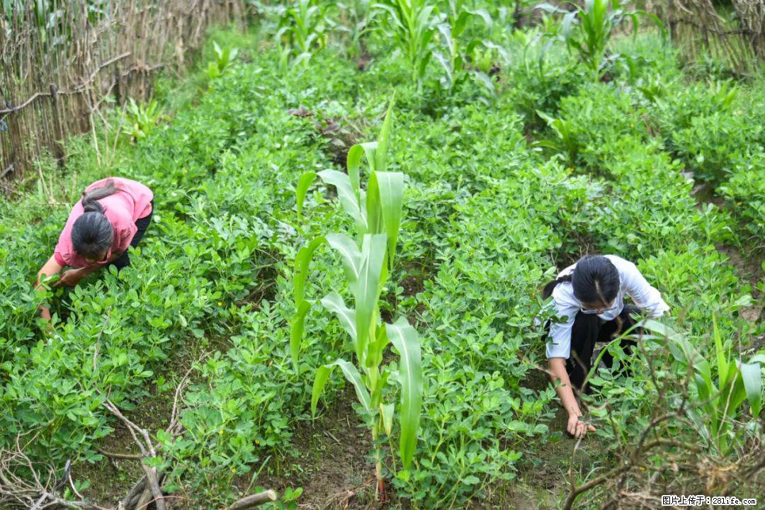 全网追的“扁担女孩”，找了一份暑假工，时薪12元 - 台湾生活资讯 - 台湾28生活网 tw.28life.com
