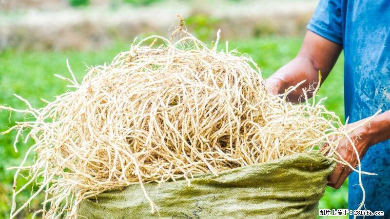 堪称“最难吃”的蔬菜，却是 “抗辐射神器”，还能护肺、清热、止咳化痰！ - 台湾生活资讯 - 台湾28生活网 tw.28life.com