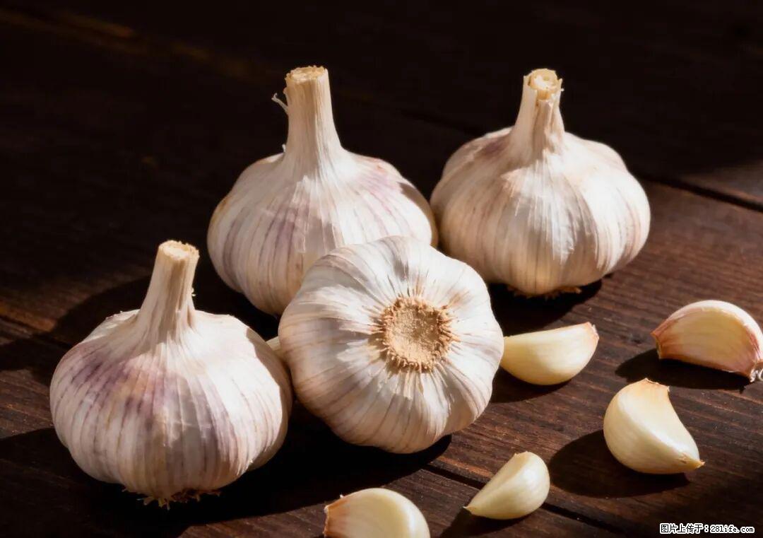 关于大蒜，除了“天然抗生素”，这4个谣言更该警惕! - 台湾生活资讯 - 台湾28生活网 tw.28life.com