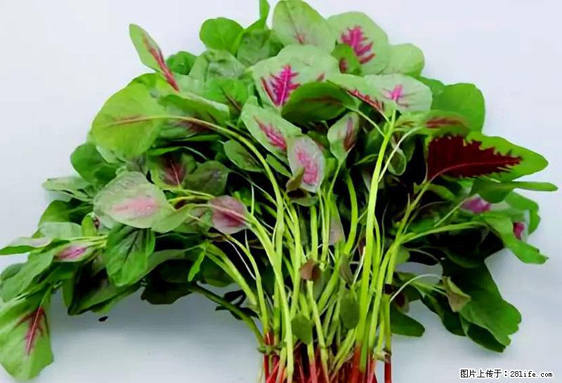 这些蔬菜是“天然钙片”，这6种被医生重点推荐 - 台湾生活资讯 - 台湾28生活网 tw.28life.com