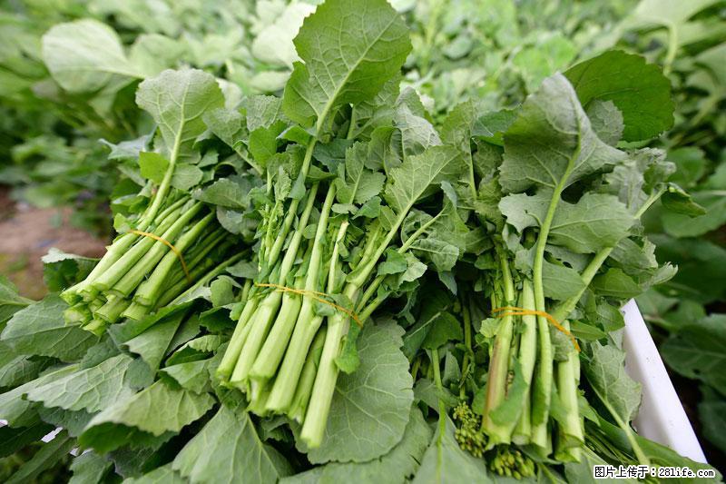 这些蔬菜是“天然钙片”，这6种被医生重点推荐 - 台湾生活资讯 - 台湾28生活网 tw.28life.com